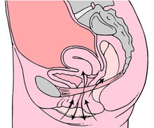 Diagrama de ejercicios de Kegel